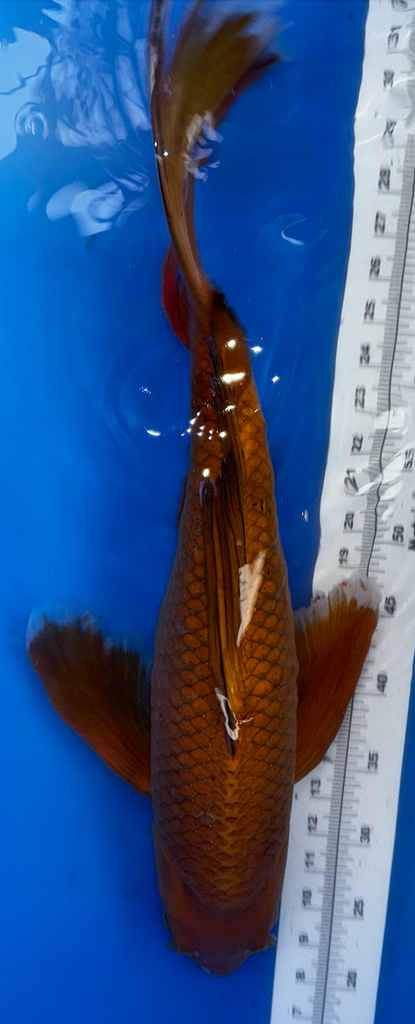 25” Japanese Imported Koi Butterfly Chagoi - 23