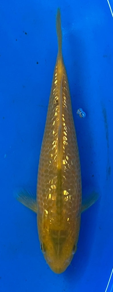 7.5” Japanese Imported Koi Golden Corn - 30