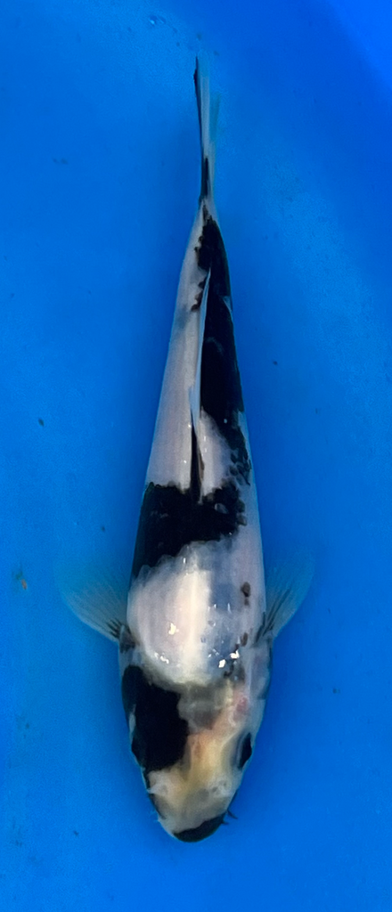 7” Japanese Imported Koi Shiro Utsuri - 26