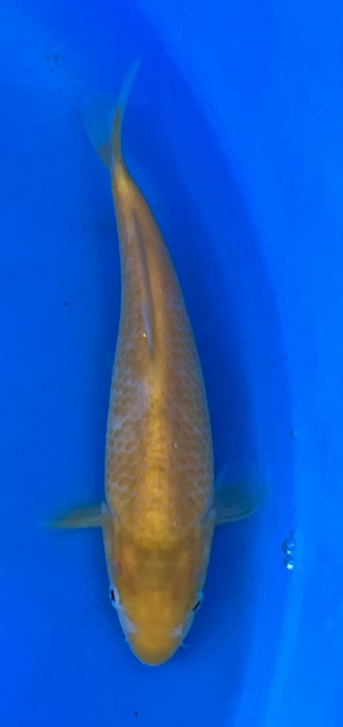 8” Japanese Imported Koi Taniguchi Golden Corn - 24