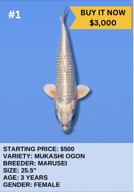 Koi Auction- #1- Mukashi Ogon
