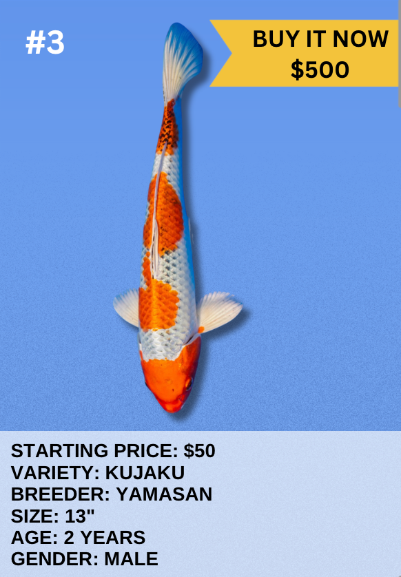 Koi Auction- #3- Kujaku