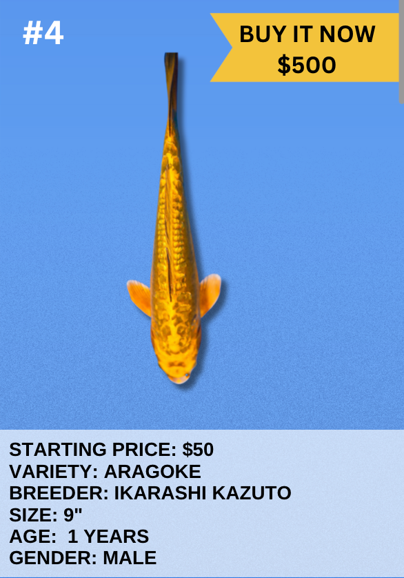 Koi Auction- #4- Aragoke