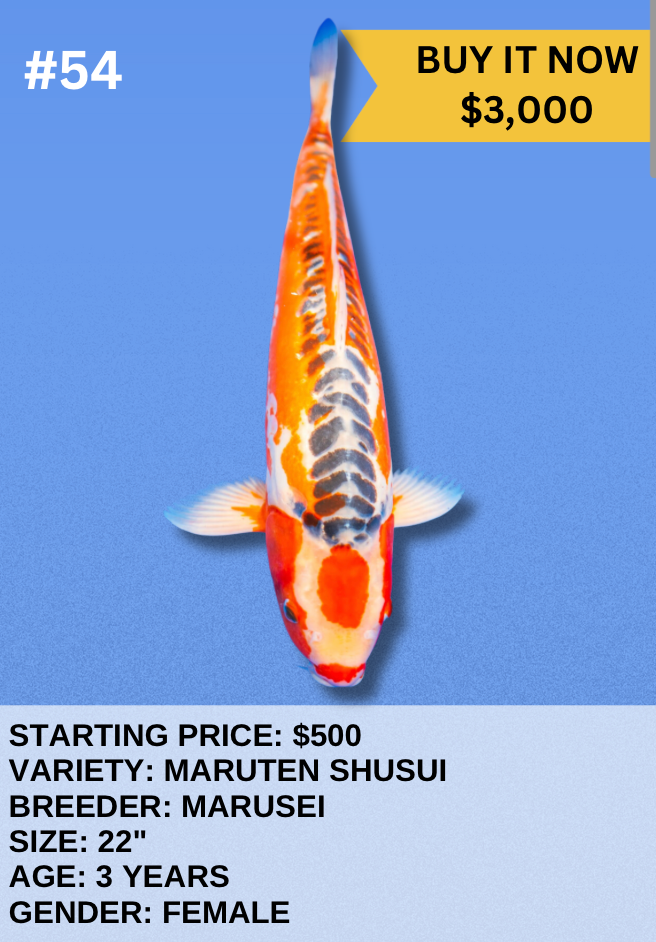 Koi Auction- #54 - Maruten Shusui
