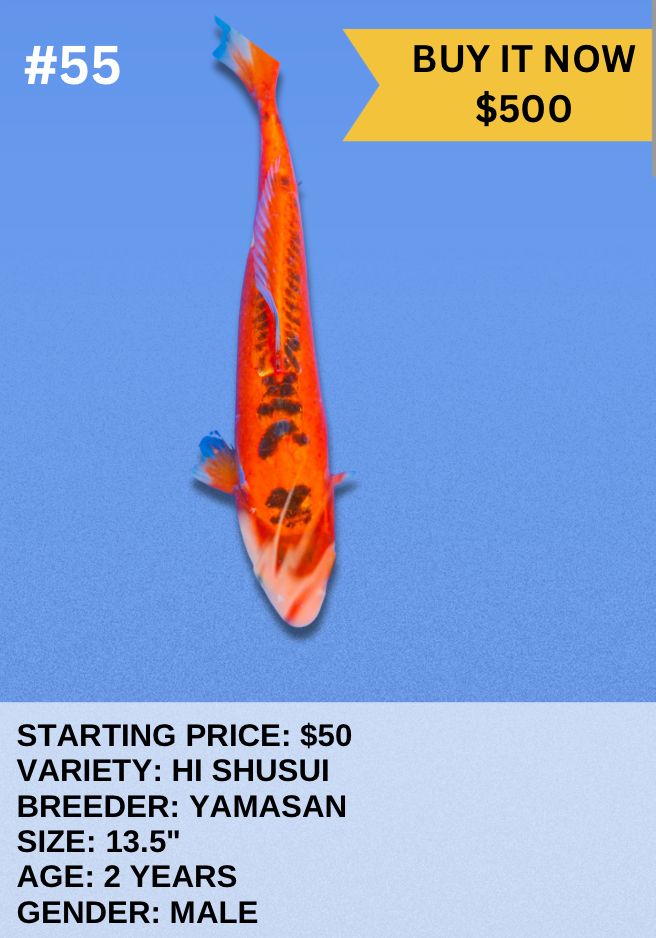 Koi Auction- #55 - Hi Shusui