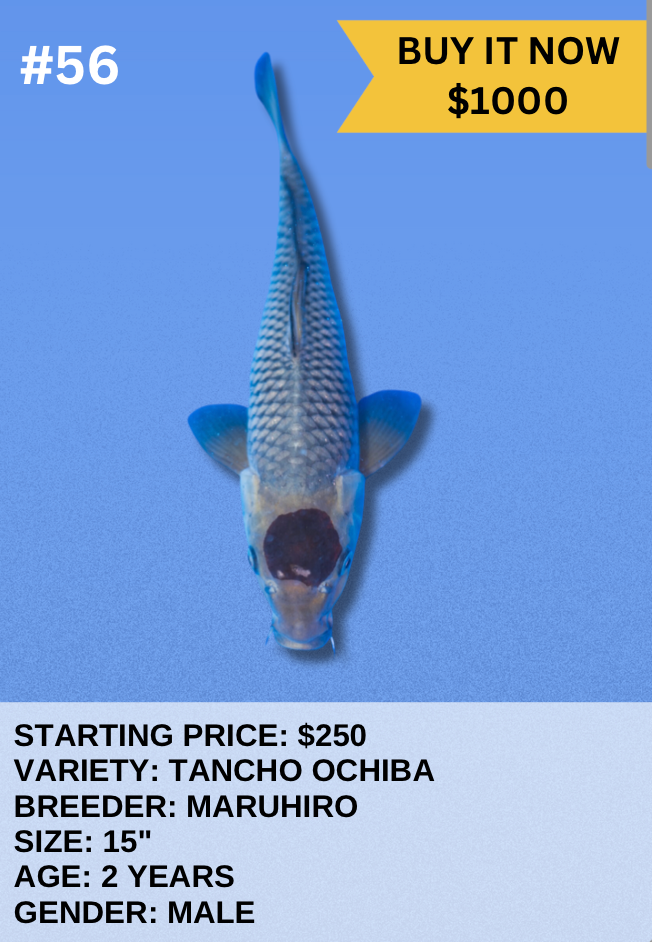 Koi Auction- #56 - Tancho Ochiba