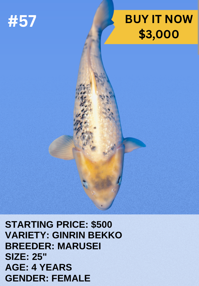 Koi Auction- #57 - Ginrin Bekko