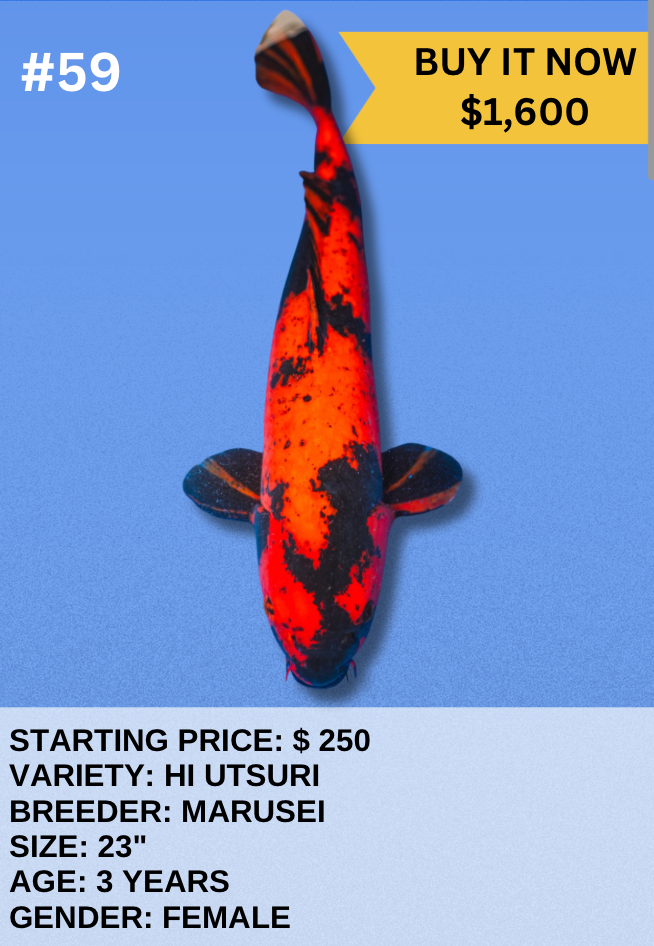 Koi Auction- #59 - Hi Utsuri