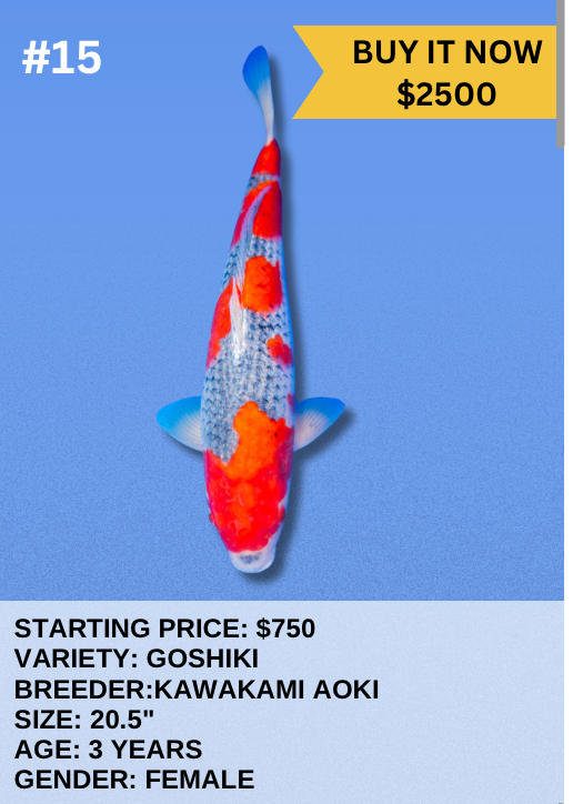 Koi Auction- #15- Goshiki