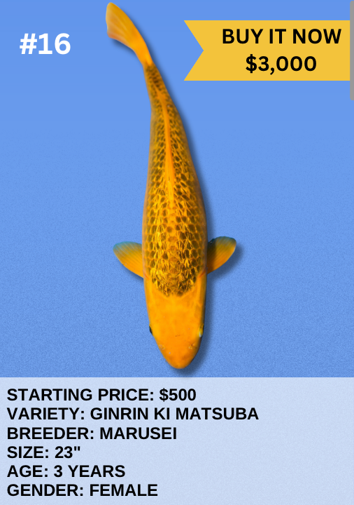 Koi Auction- #16- Ginrin Ki Matsuba