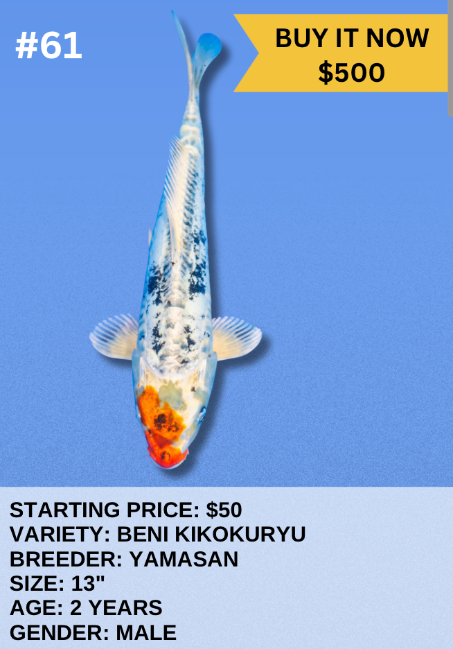 Koi Auction- #61 - Beni Kikokuryu