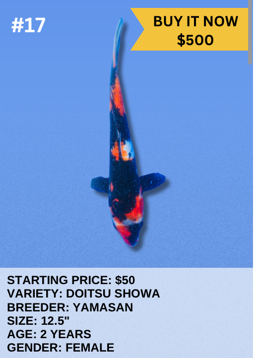 Koi Auction- #17- Doitsu Showa