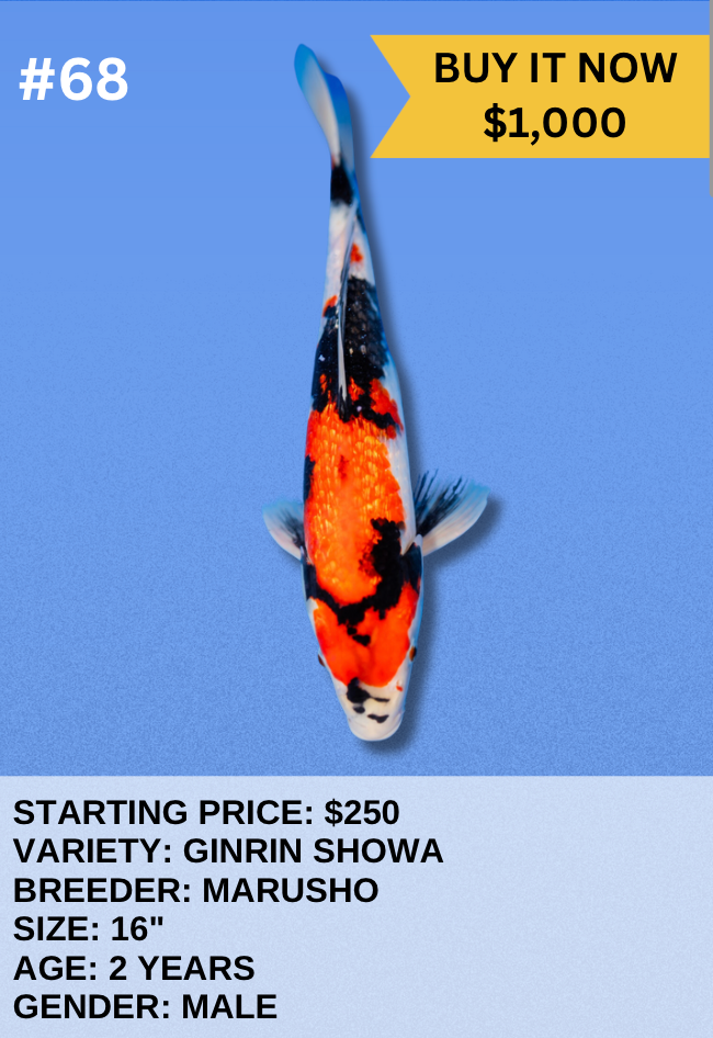 Koi Auction- #68 - Ginrin Showa