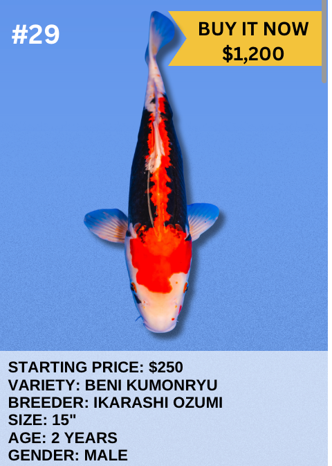 Koi Auction- #29- Beni Kumonryu
