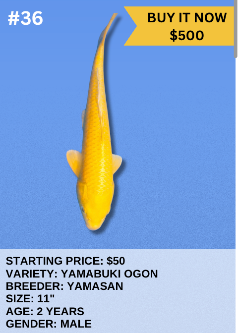Koi Auction- #36- Yamabuki Ogon
