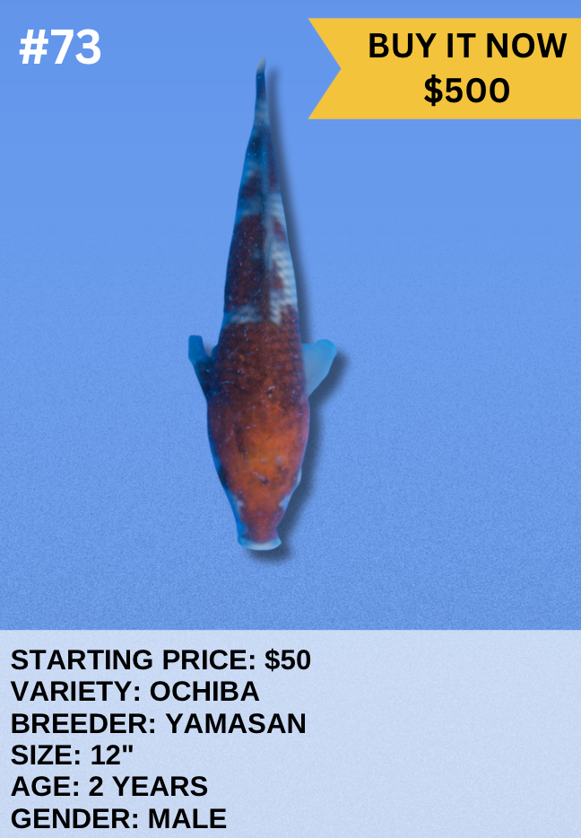 Koi Auction- #73 - Ochiba