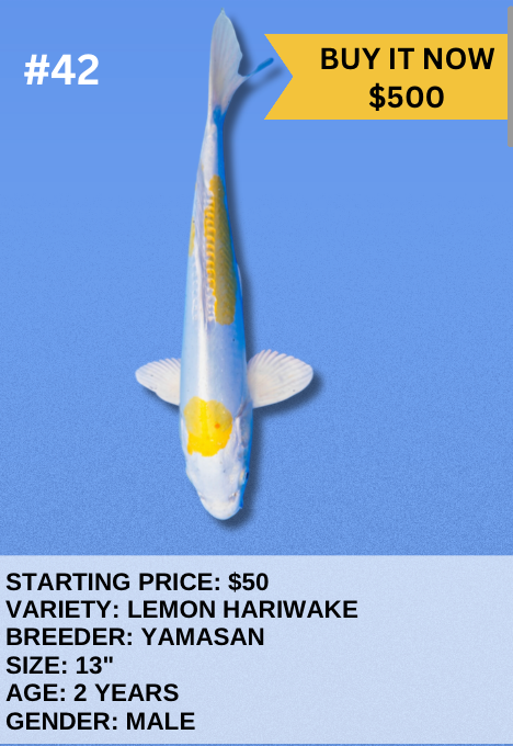 Koi Auction- #42-Lemon Hariwake