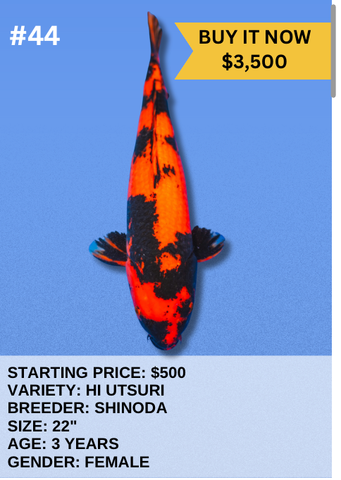 Koi Auction- #44- Hi Utsuri