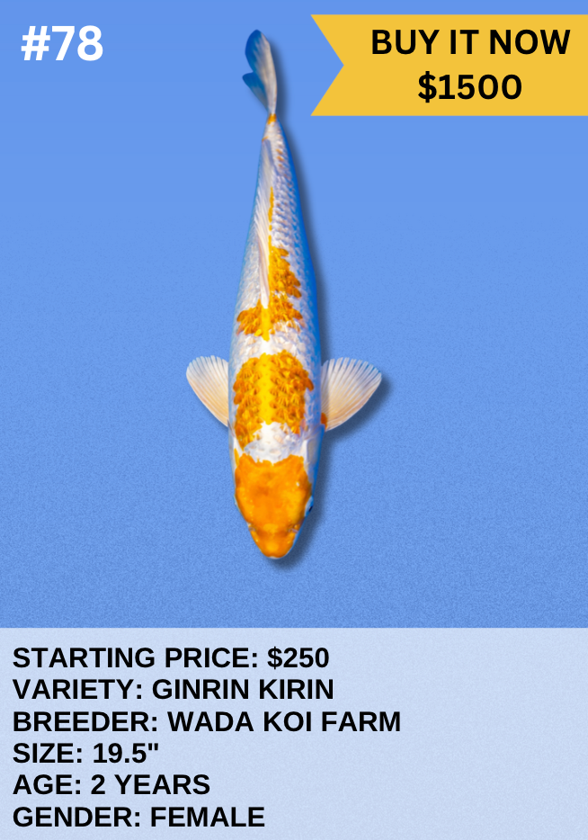 Koi Auction- #78 - Ginrin Kirin