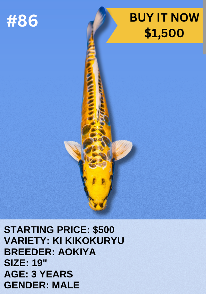 Koi Auction- #86 - Ki Kikokuryu