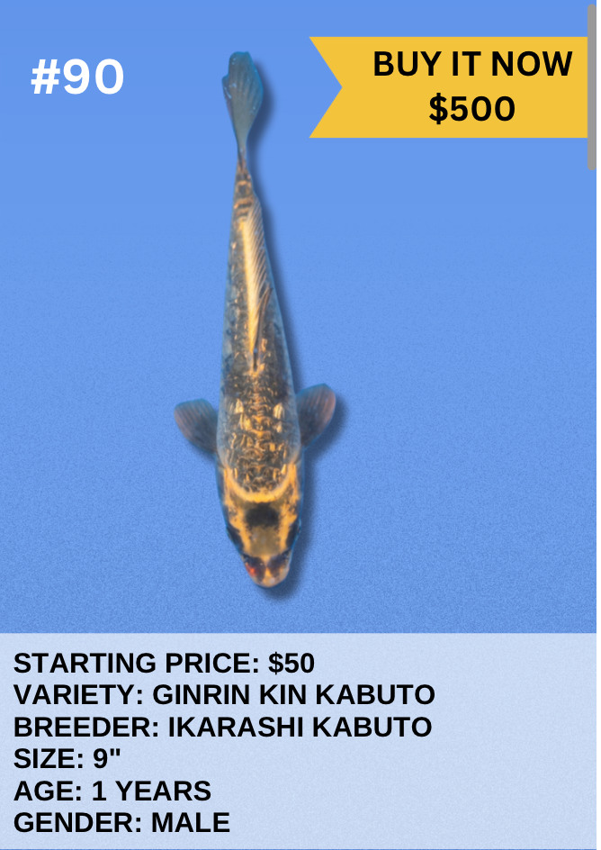 Koi Auction- #90 - Ginrin Kin Kabuto