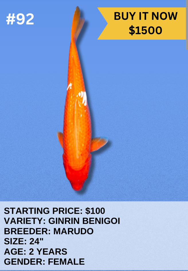 Koi Auction- #92 - Ginrin Benigoi