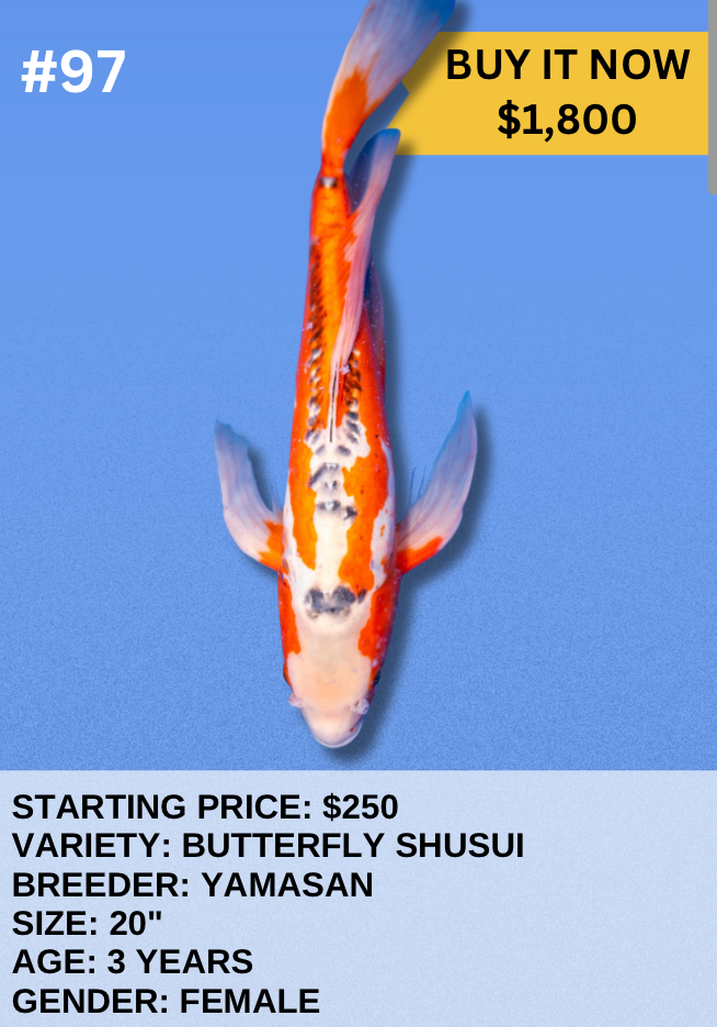Koi Auction- #97 - Butterfly Shusui