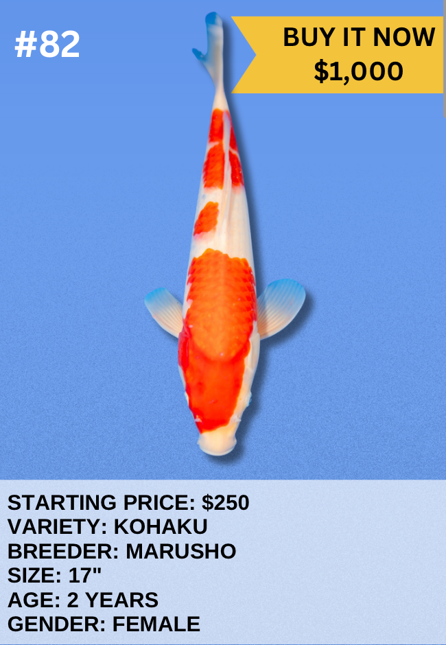 Koi Auction- #82 - Kohaku