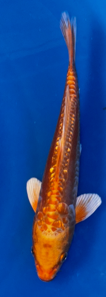 5” Japanese Imported Doitsu Orengi Ogon - Q16 - 8