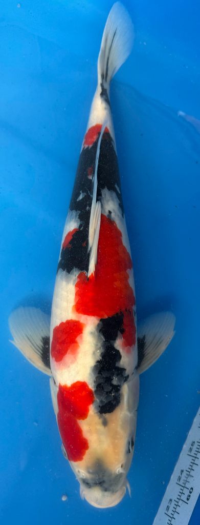 18” Japanese Imported Showa - P1- 8