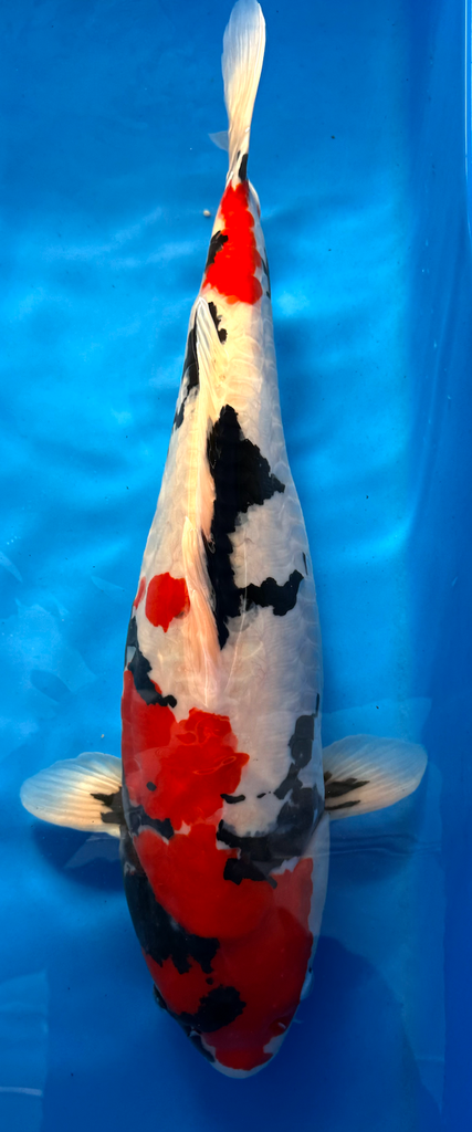24” Japanese Imported Doitsu Showa - P1-16