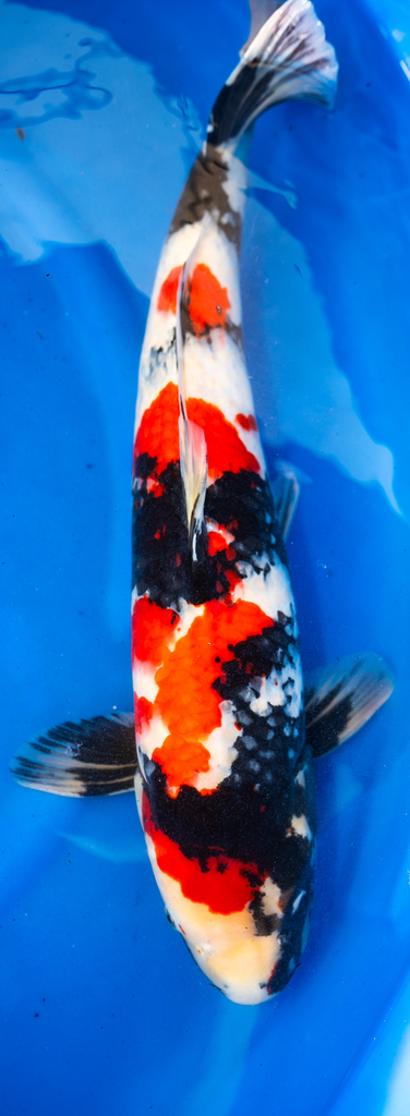 24” Japanese Imported Showa - Dainichi- P2-10