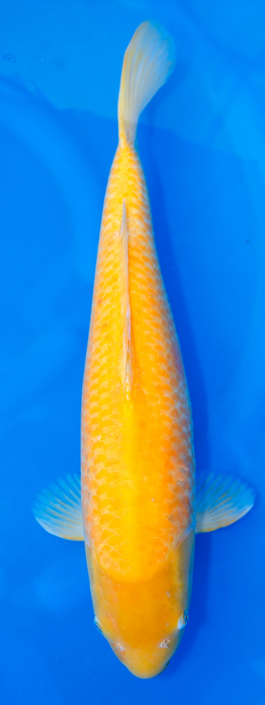 21” Japanese Imported Karashigoi - Marusei - P2-13