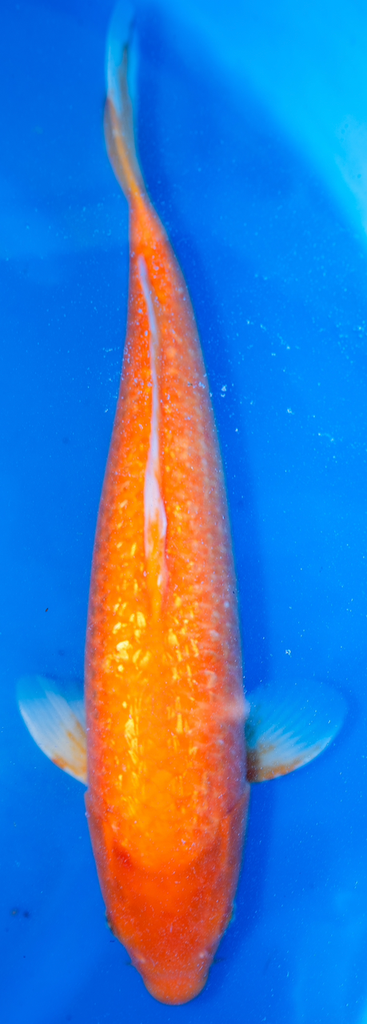 21” Japanese Imported Red Karashigoi - Marusei - P2-26