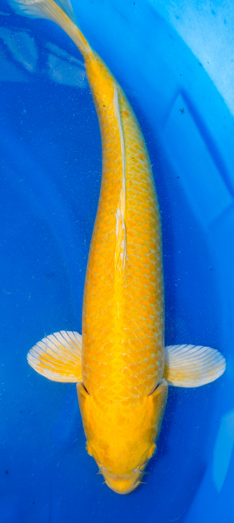 26” Japanese Imported Yamabuki - Marusei - P2-30