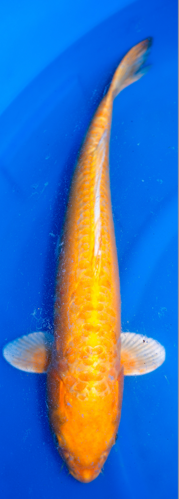 21” Japanese Imported Doitsu Yamabuki - Marusei - P2-31