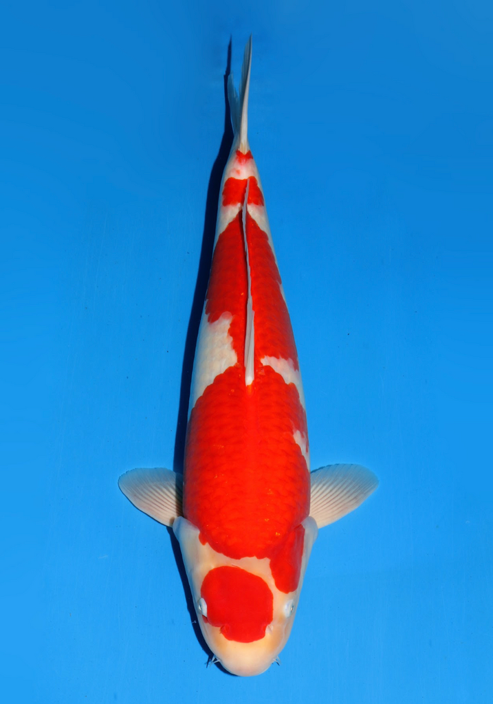 61cm Japanese Imported Kohaku - Dainichi - ICF2/3-8