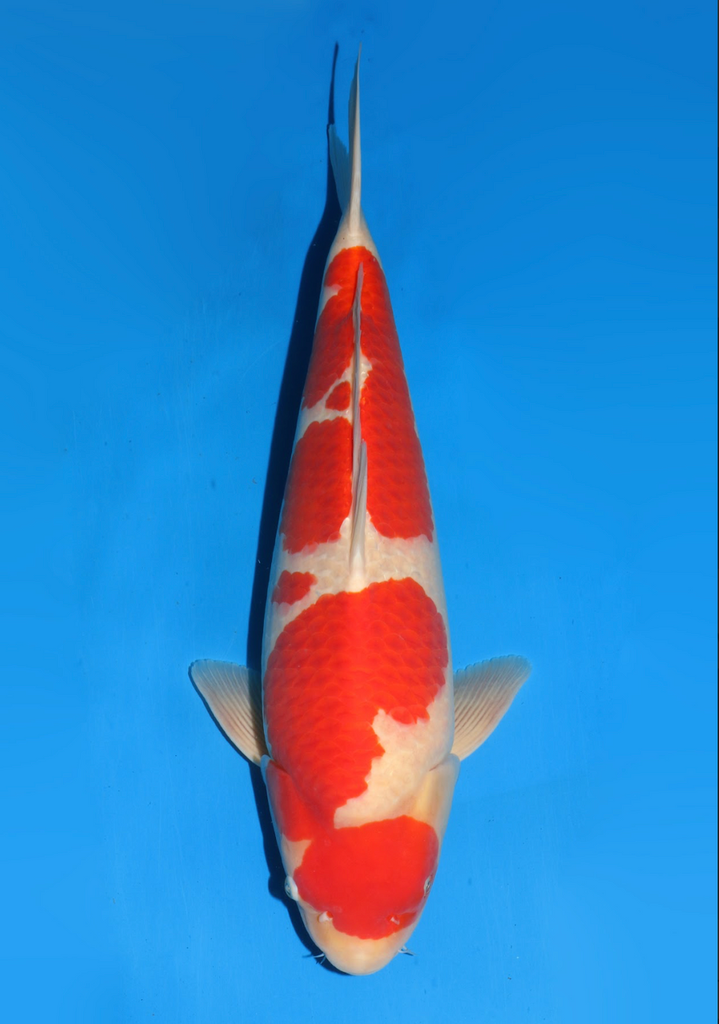 59cm Japanese Imported Kohaku - Dainichi - ICF2/3-14