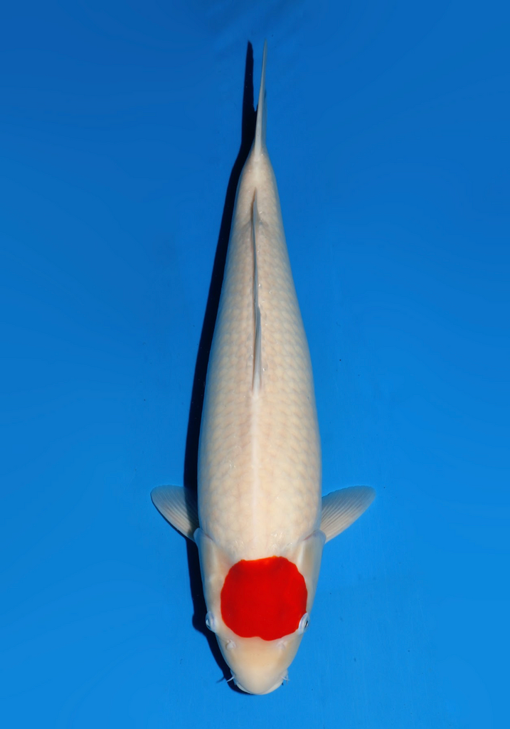 58cm Japanese Imported Tancho Kohaku - Dainichi - ICF2/3-19