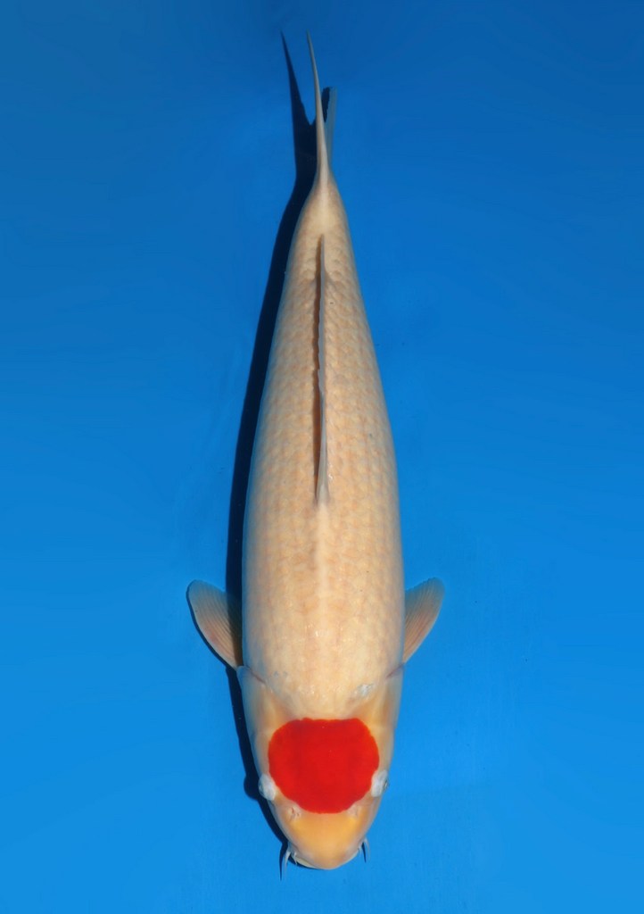 61cm Japanese Imported Tancho Kohaku - Dainichi - ICF2/3-20