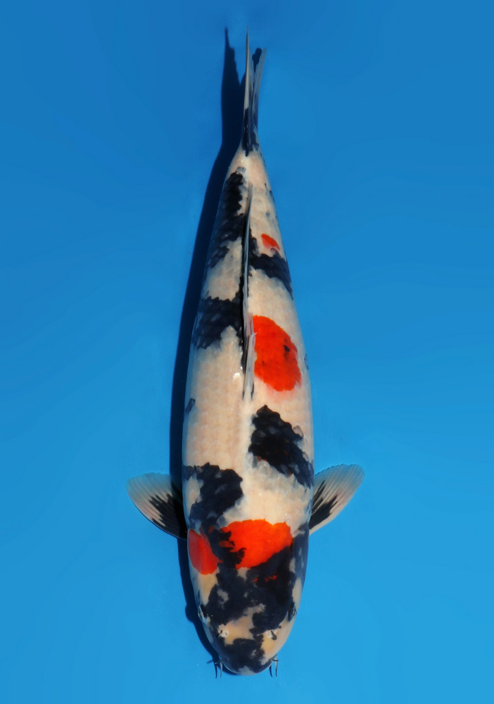 53cm Japanese Imported Showa - Dainichi - ICF2/3-24