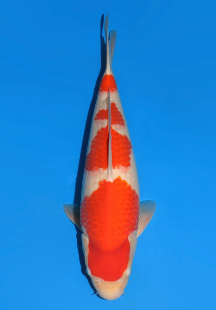 49cm Japanese Imported Kohaku - Dainichi - ICF2/3-50