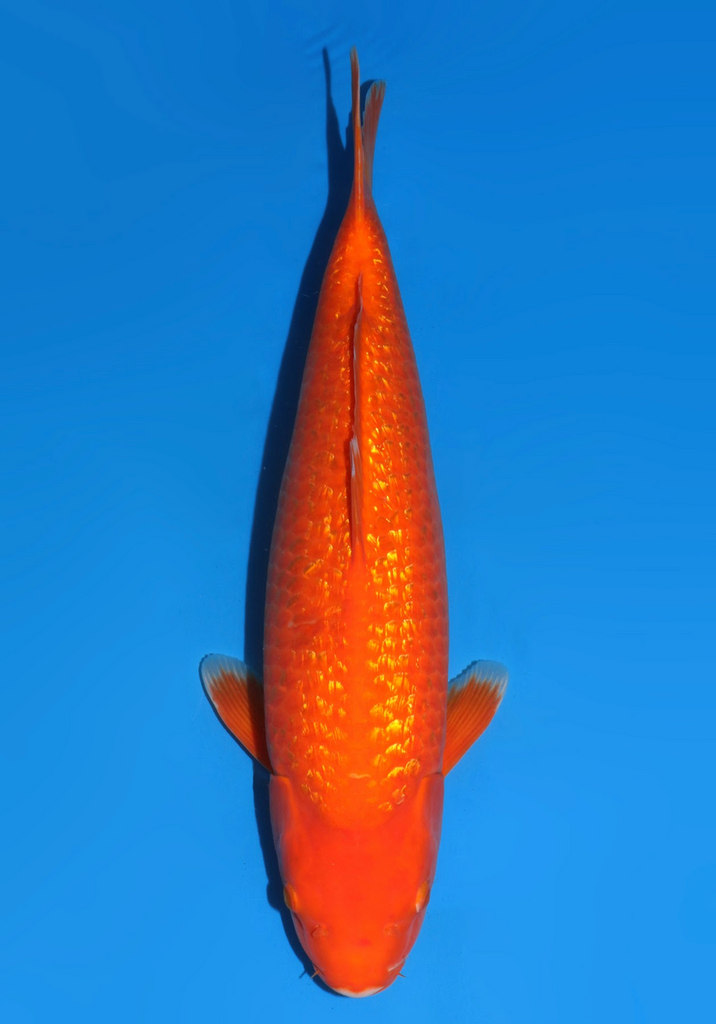 56cm Japanese Imported Ginrin Benigoi - Dainichi - ICF2/3-56