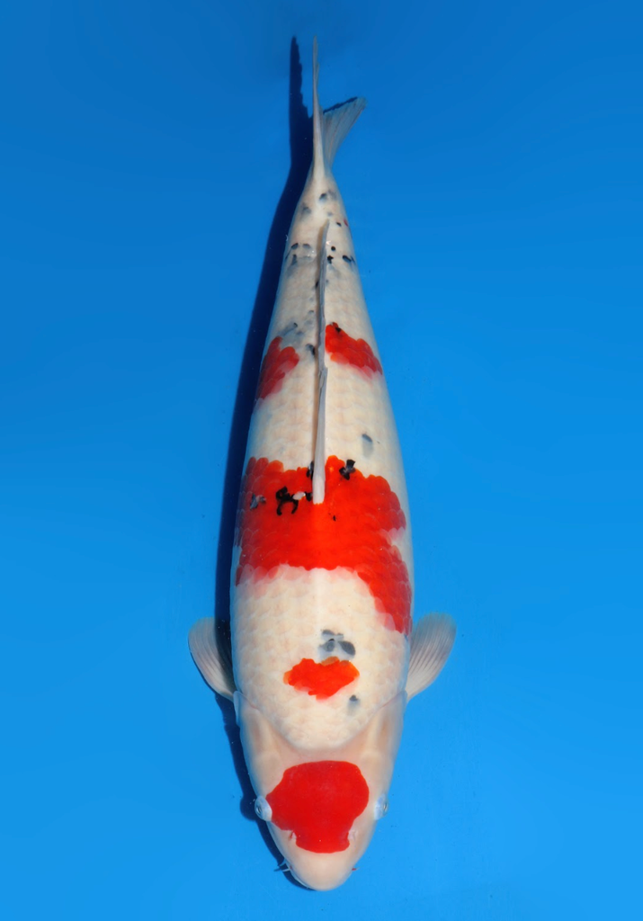 57cm Japanese Imported Maruten Sanke - Dainichi - ICF2/3 - 63