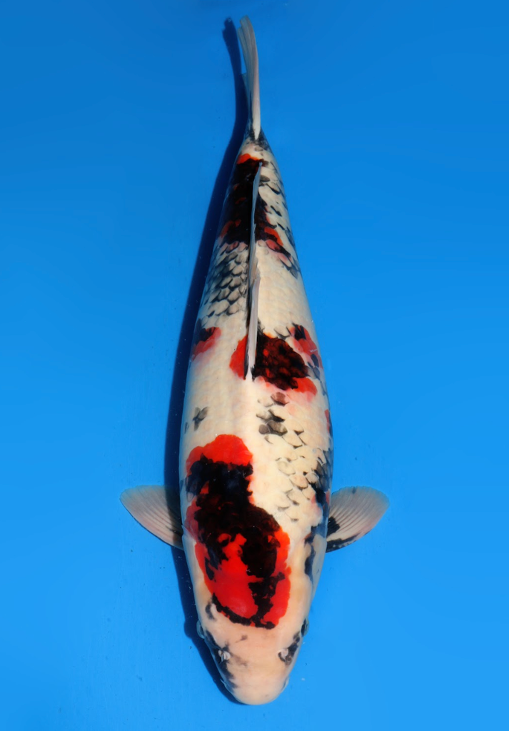 57cm Japanese Imported Showa - Dainichi - ICF2/3 - 70