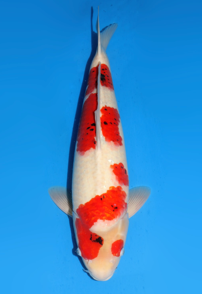 61cm Japanese Imported Showa - Dainichi - ICF2/3 - 72