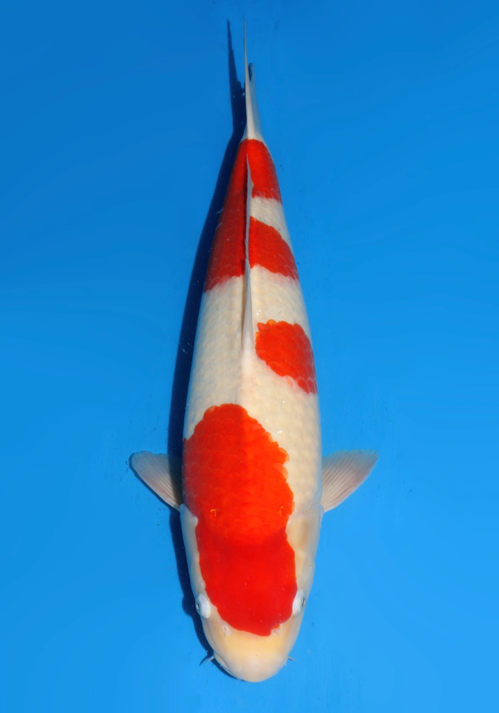 55cm Japanese Imported Kohaku - Dainichi - ICF2/3 - 74