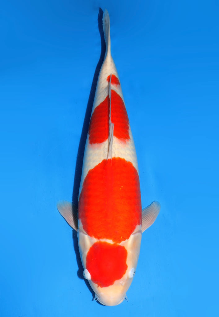61cm Japanese Imported Maruten Kohaku - Dainichi - ICF2/3 - 79
