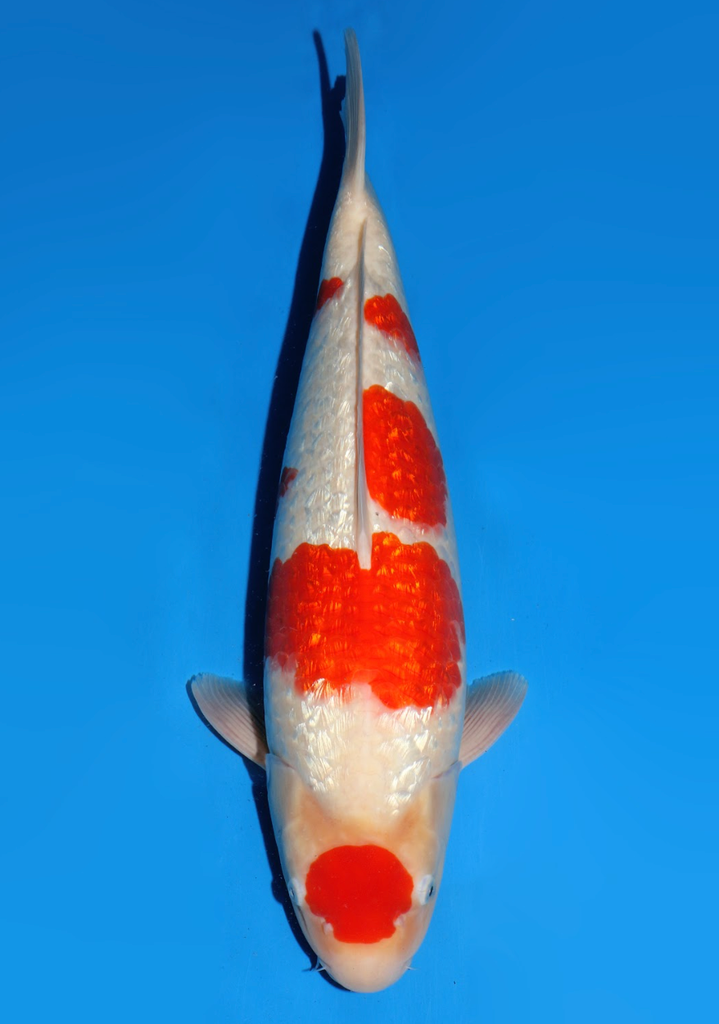 52cm Japanese Imported Maruten Ginrin Kohaku - Dainichi - ICF2/3 - 103