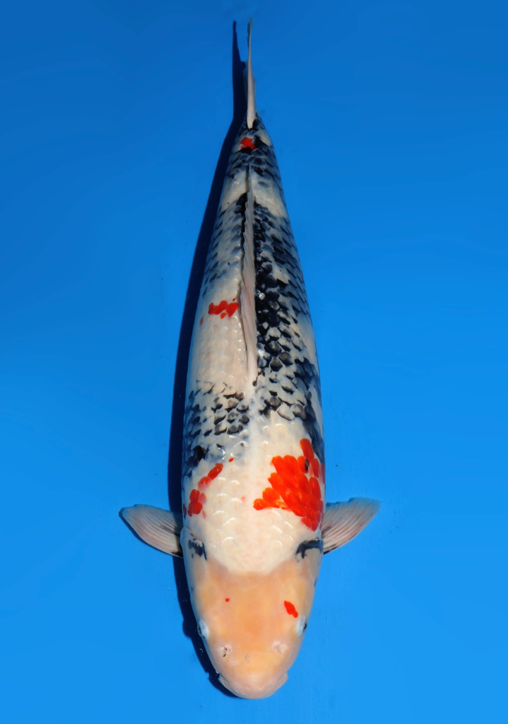 60cm Japanese Imported Showa - Dainichi - ICF2/3 - 105